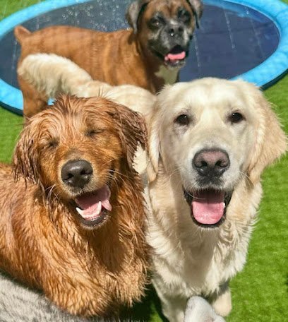 Dog day care in Columbus Ohio Catch n Fetch 1