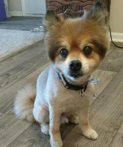 Dog day care in Columbus Ohio Cheryl s Doggie Daycare 1