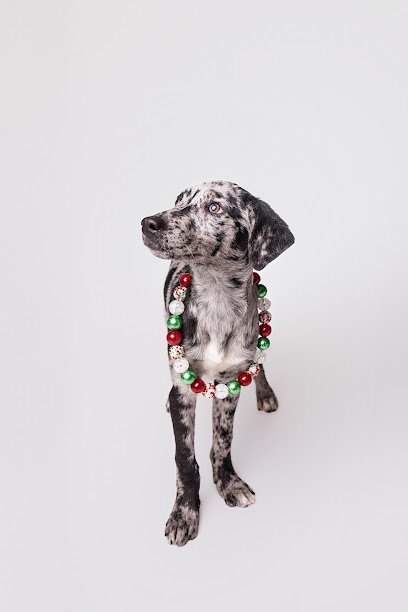 Dog day care in Columbus Ohio Lucky Lola Studios 1