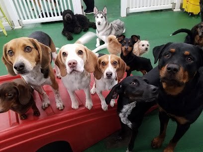 Dog day care in Columbus Ohio Park Your Paws 1