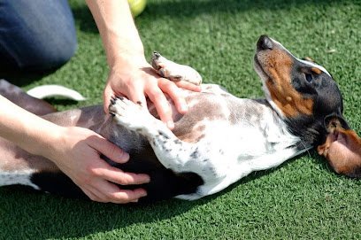 Dog day care in Columbus Ohio Pet Palace Columbus 1