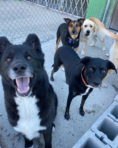 Dog day care in Columbus Ohio Playful Pets 1