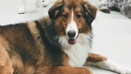 Dog day care in Columbus Ohio Puptown Lounge North Columbus 1