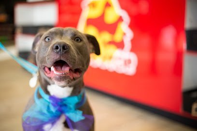 Dog day care in Columbus Ohio The Dog Stop Franklinton 1