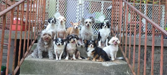 Dog day care in Columbus Ohio wagfest 1