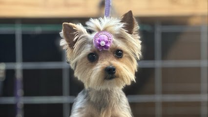 Dog day care in Columbus Texas Kountry Kritters LLC 1