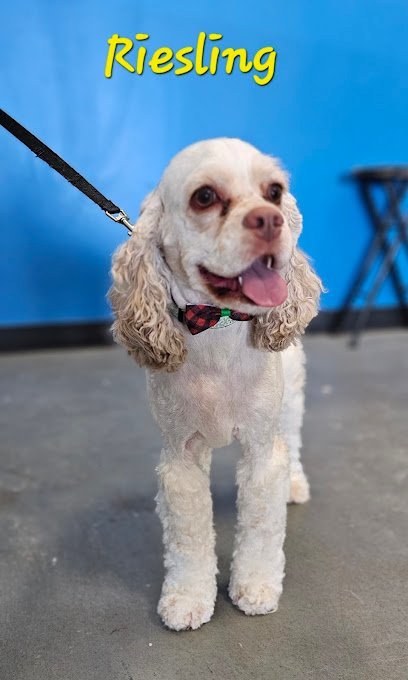 Dog day care in Commerce Township Michigan Commerce Pets 1