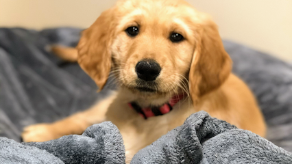 Dog day care in Commerce Township Michigan The Pawz Cafe 1