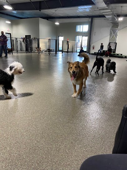 Dog day care in Comstock Park Michigan The Pack Indoor Dog Park Restaurant and Bar 1