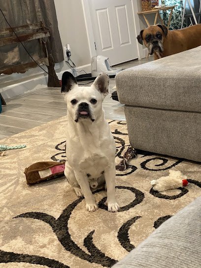 Dog day care in Copperas Cove Texas Canine City Llc Dog Boarding and Doggie Daycare 1