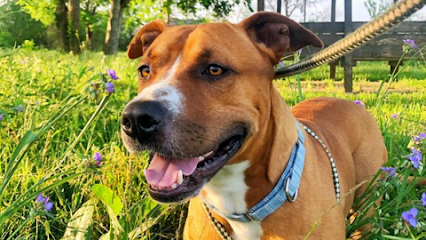 Dog day care in Cordova Tennessee BrownDog Lodge Germantown 1