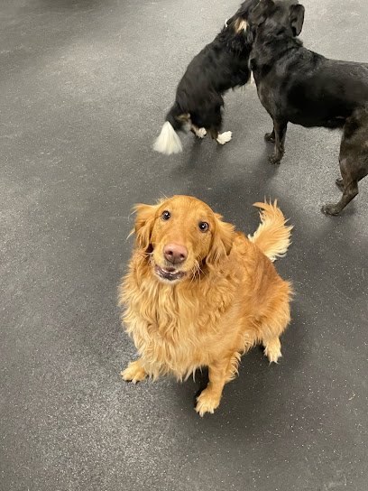 Dog day care in Cornelius Oregon Deweydog s Dog Daycare and Boarding 1