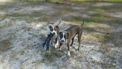 Dog day care in Corning New York Happy Tails Daycare Pet Resort 1