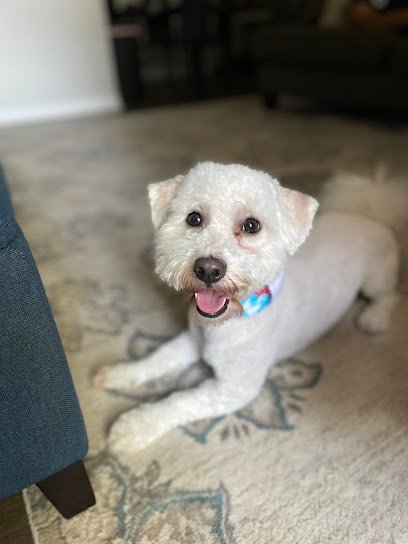 Dog day care in Corpus Christi Texas FANCY PAWS Dog Grooming Corpus Christi Texas 1