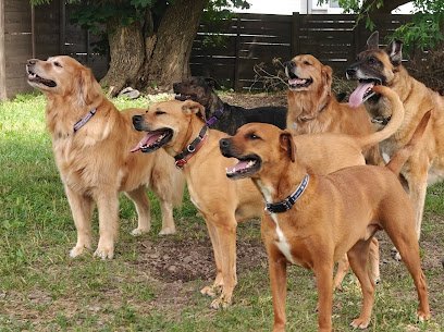 Dog day care in Cortland New York The Canine Barkyard 1