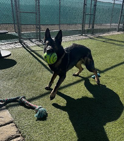 Dog day care in Coweta Oklahoma Broken Arrow Pet Resort Spa 1