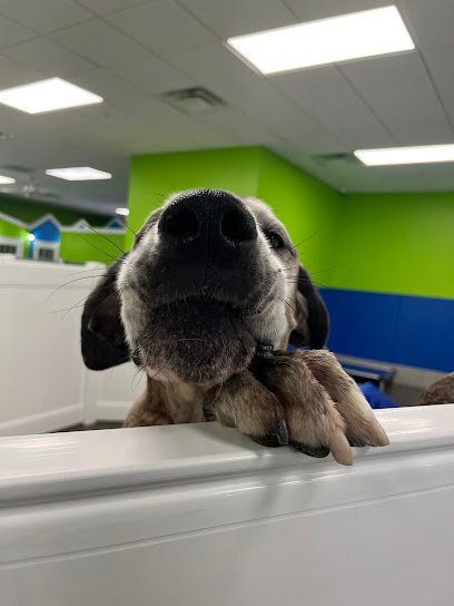 Dog day care in Crestwood Kentucky Hounds Town Crestwood 1