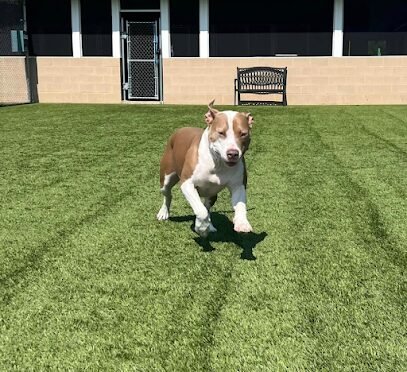 Dog day care in Crownsville Maryland Crownsville Canine 1