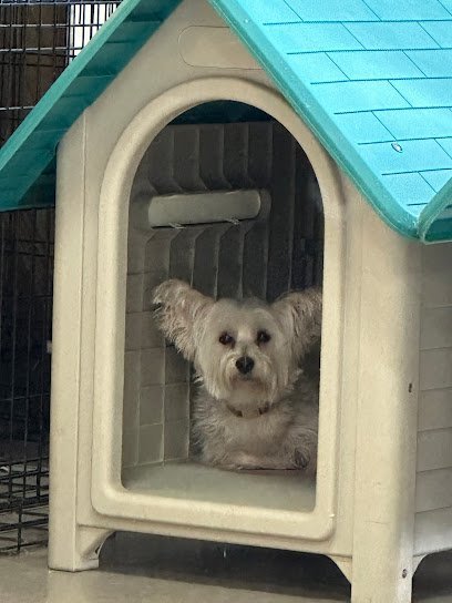 Dog day care in Crystal Lake Illinois 7 Paws A Week Crystal Lake 1