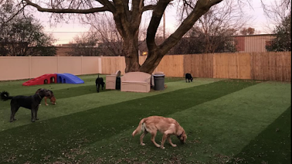 Dog day care in Crystal Lake Illinois Paws on Pingree 1