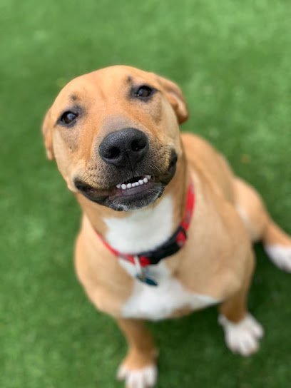 Dog day care in Cypress Texas Urban Mutt Retreat 1