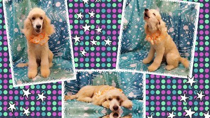 Dog day care in Dacula Georgia Indian Shoals Pet Resort Grooming Salon