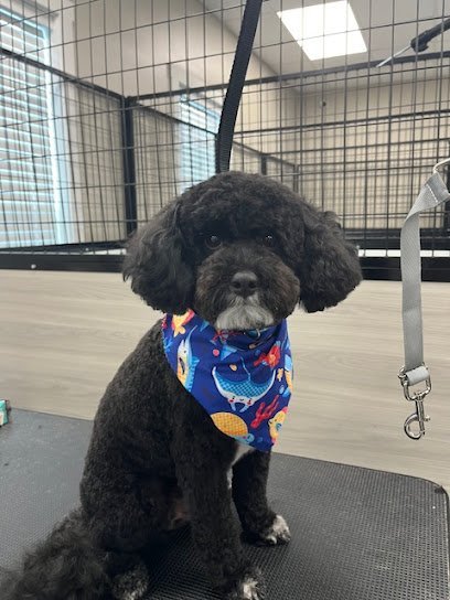 Dog day care in Dallas Georgia Amazing Tails Pet Salon