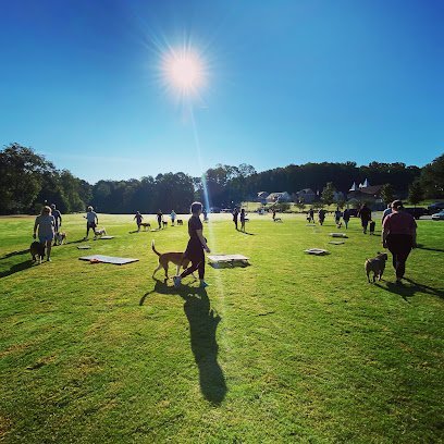 Dog day care in Dallas Georgia Mirror Image K9