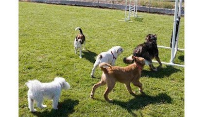 Dog day care in Dallas Oregon The Shaggy Dog Inc  1