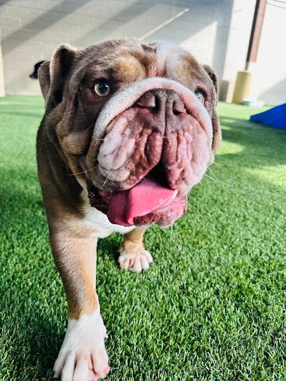 Dog day care in Dallas Texas All American Pet Resorts Dallas 1