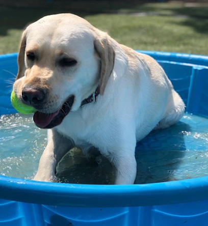 Dog day care in Dallas Texas Bones Bacon Doggy Daycare 1