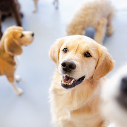 Dog day care in Dallas Texas Dog City 1