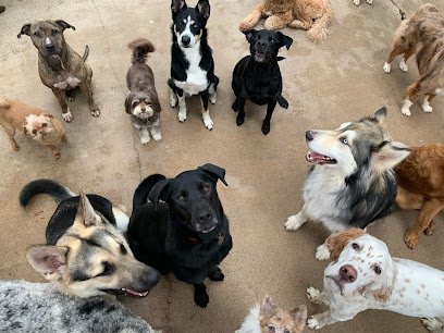 Dog day care in Dallas Texas Dog House On The Trail 1