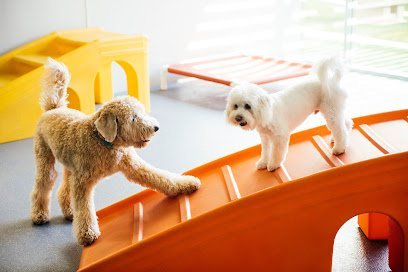 Dog day care in Dallas Texas Dogtopia of Park Lane 1