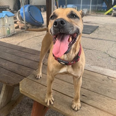 Dog day care in Dallas Texas Downtown Dog 1