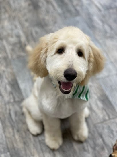 Dog day care in Dallas Texas Furry Tails 1