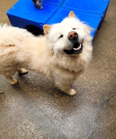 Dog day care in Dallas Texas Happy Tails Dog Daycare Boarding Grooming 1