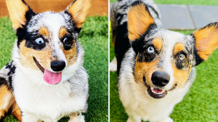 Dog day care in Dallas Texas Pierres Dog House 1