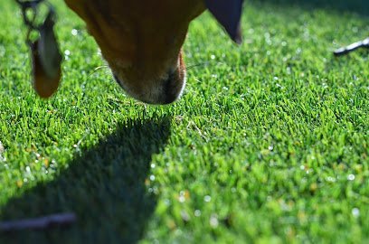 Dog day care in Dallas Texas Smart Dog Dallas 1