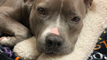 Dog day care in Dallas Texas The Pooch Patio 1