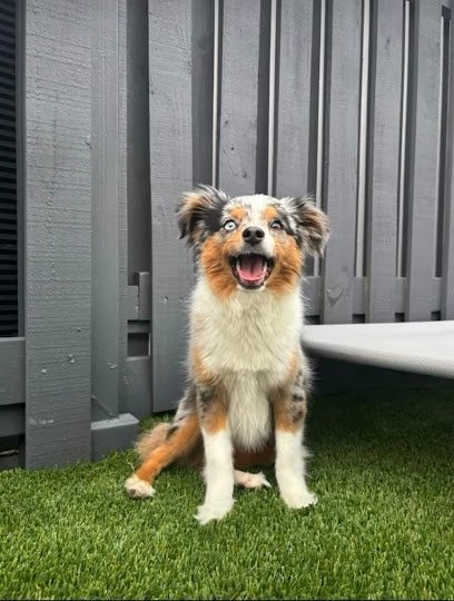 Dog day care in Dallas Texas Woof Tone Inn Spa 1