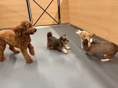 Dog day care in Dallas Texas Yardstick Dog Hotel Lakewood 1