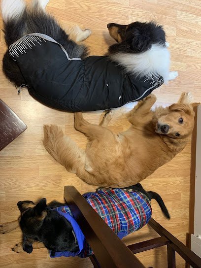 Dog day care in Damascus Oregon Jet Set Pet Sitters LLC 1