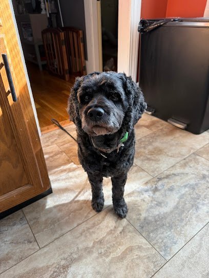 Dog day care in Danvers Massachusetts Spoiled Rotten Doggy Daycare 1