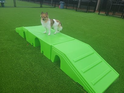 Dog day care in Danvers Massachusetts The Doggie Depot Danvers 1