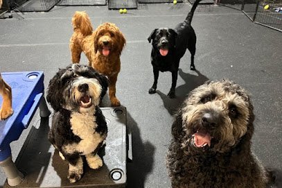 Dog day care in Davenport Iowa AHSD Canine Services 1