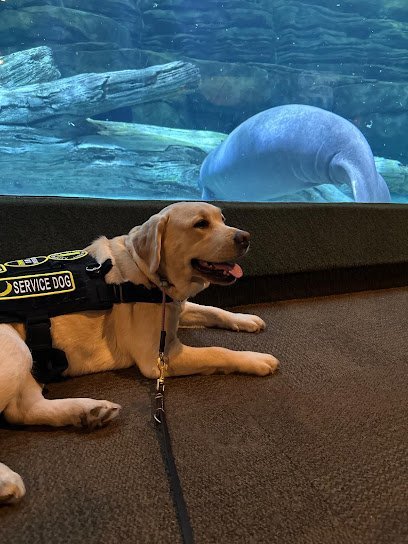 Dog day care in Davidsonville Maryland AmericanK9 Dog Training LLC 1