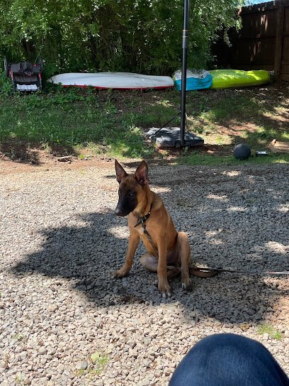 Dog day care in Dayton Tennessee Mud Creek Kennels Retrievers 1