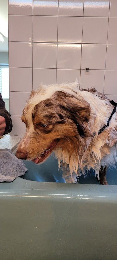 Dog day care in De Soto Missouri Doggie Dojo LLC 1 1