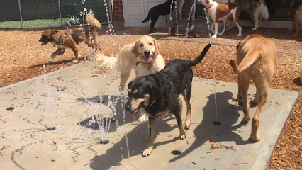 Dog day care in Decatur Georgia Barking Hound Village Decatur
